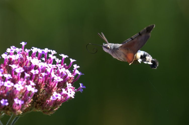 Hummingbird butterfly