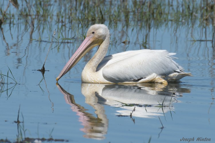 White pelican portrait