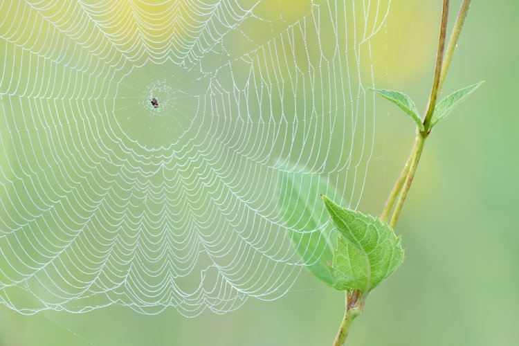 Orbweaver spider web