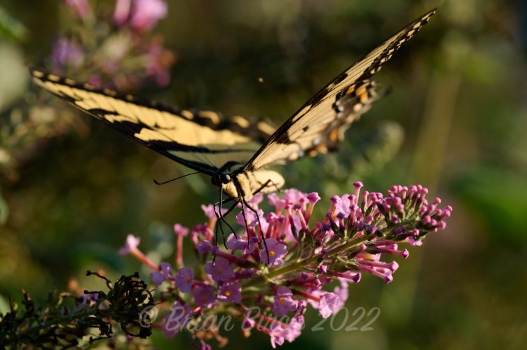 Tiger Swallowtail in Backyard