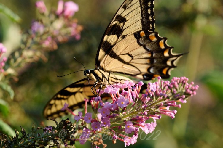 Tiger Swallowtail in Backyard