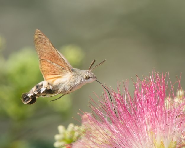 Nearly a bird - Hummingbird Hawk-Moth