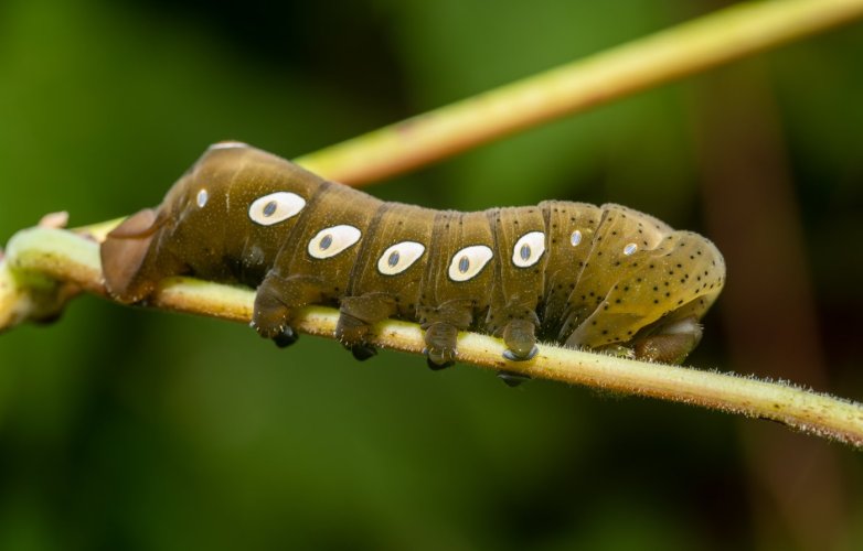 Pandora Sphinx Moth caterpillar