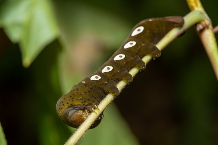 Pandora Sphinx Moth caterpillar