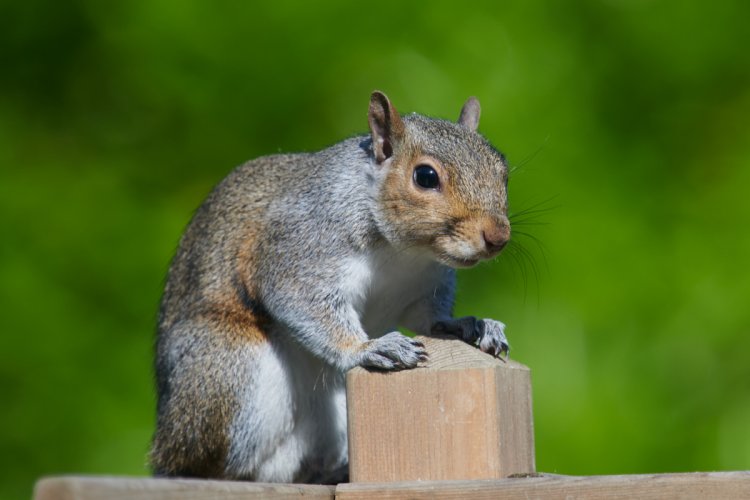 Share your best squirrel and chipmunk photos