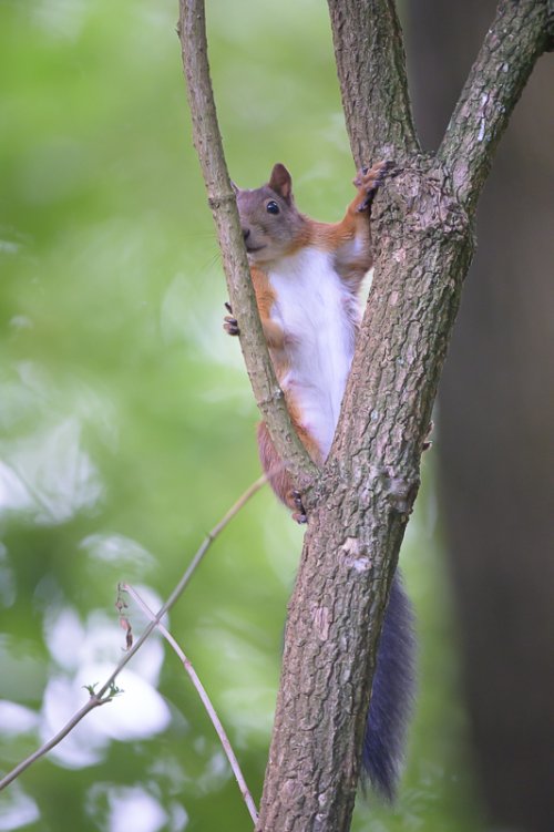 Share your best squirrel and chipmunk photos