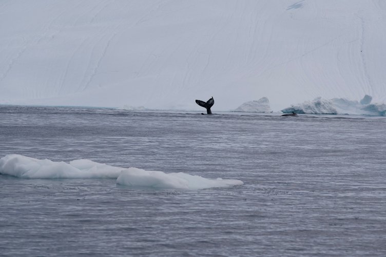 Humpback whale in the Arctic
