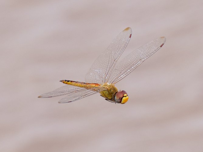 Dragonfly Wandering Glider Pantala flavescens ? DSC08980.jpg