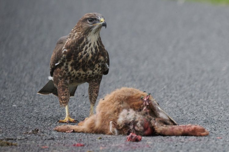 Wary Buzzard with free meal (warning bloody roadkill)