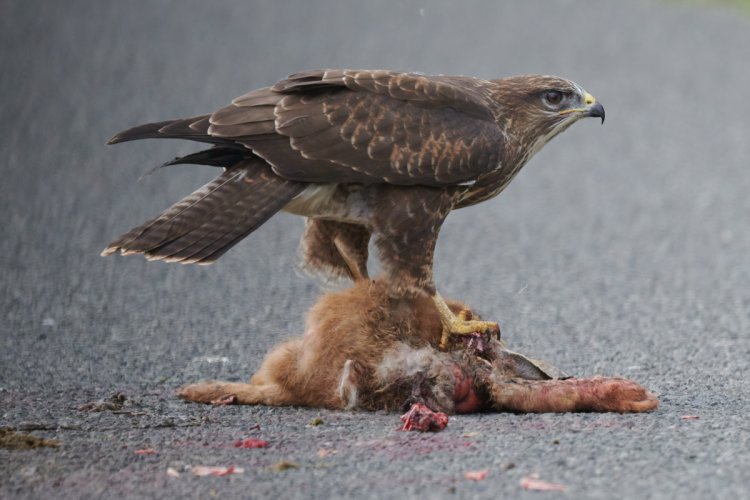 Wary Buzzard with free meal (warning bloody roadkill)