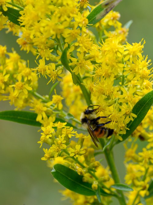 Tri-colored Bumblebee on Goldenrod