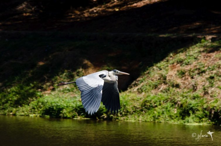 Birds in Flight -- Share your BIF Images