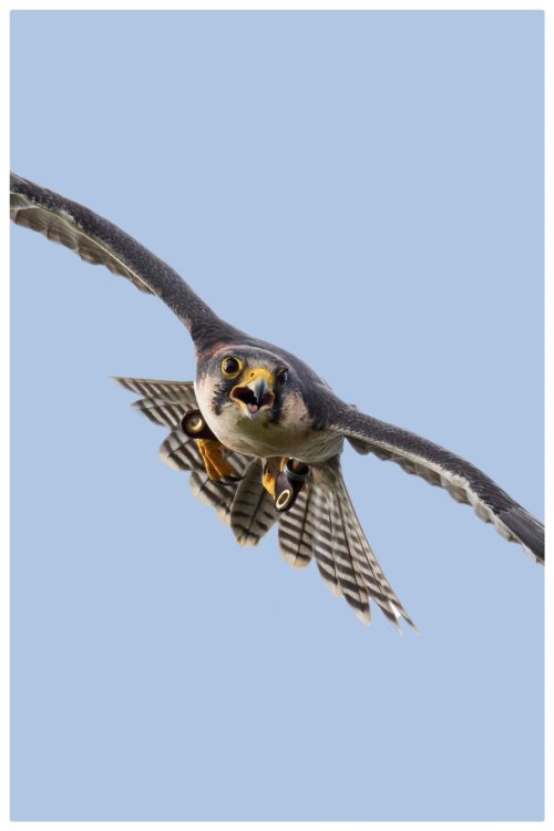 Lanner Falcon