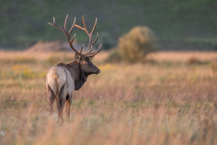 This is where you put your 2022 Elk rut photos!