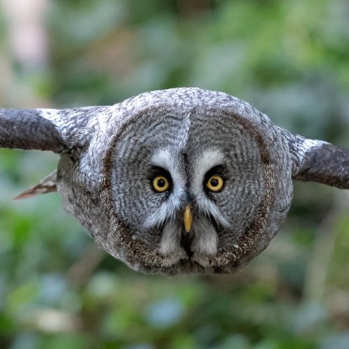 Great Grey Owl