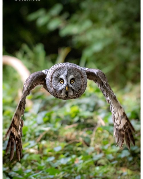 Great Grey Owl