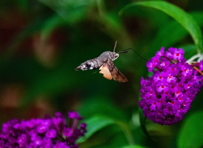 humming birfd moth (UK)