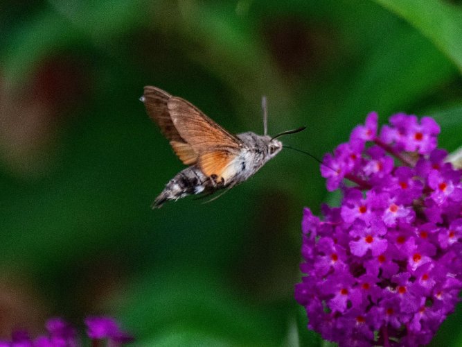 humming birfd moth (UK)