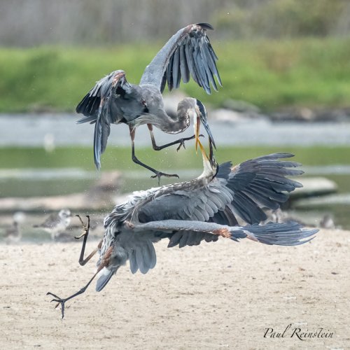 Great Blue Herons!  oh my!