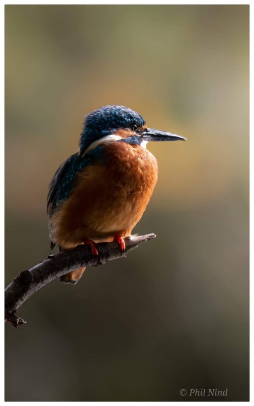 Common Kingfisher