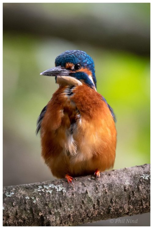 Common Kingfisher