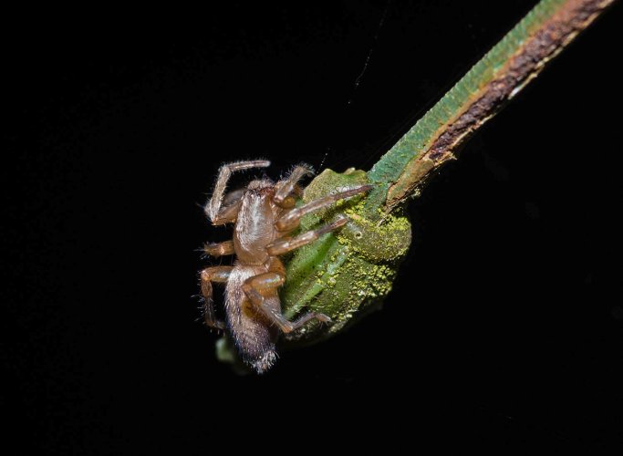 Speckled Bush Cricket  +  Sac spider