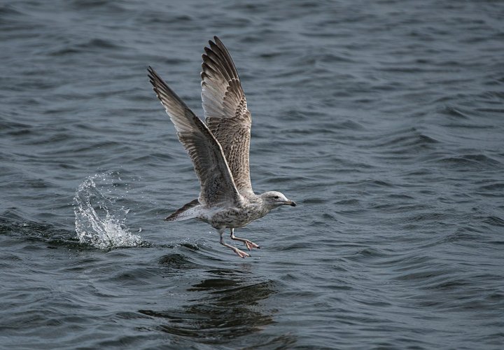 Local NR Greylags & Herring Gull