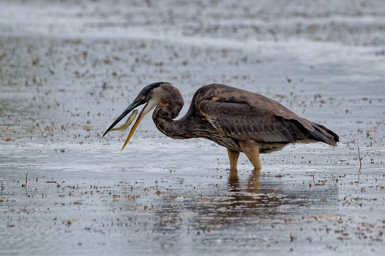 Heron Fishing