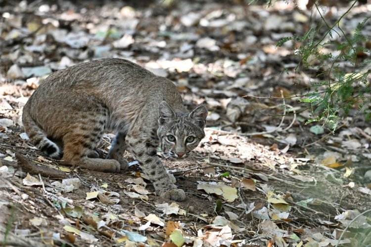 Bobcat in riparian habitat.