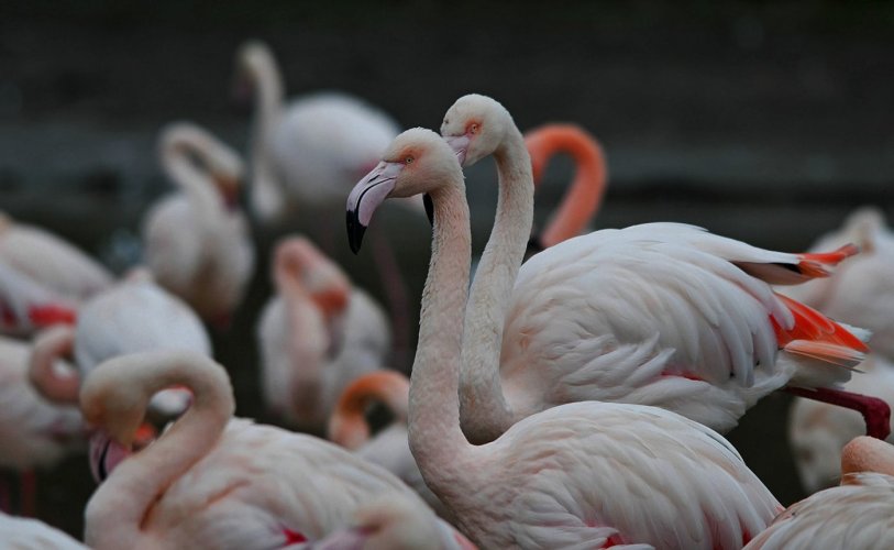 Greater Flamingos action