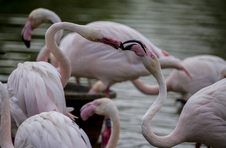 Greater Flamingos action