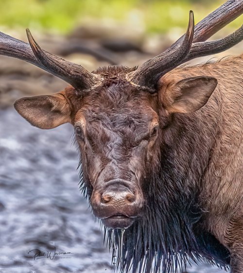 Elk at Great Smoky Mountain National Park