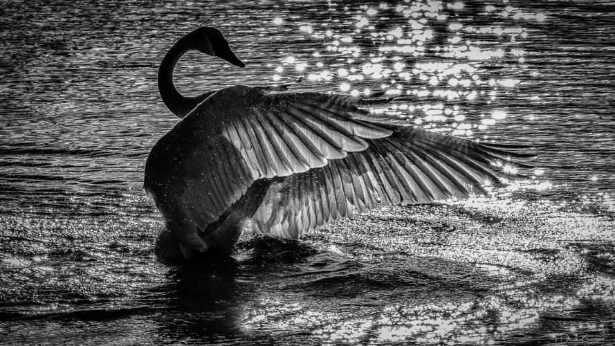 The Conductor - Back Lit Trumpeter Swan