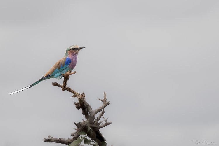 Lilac breasted Roller