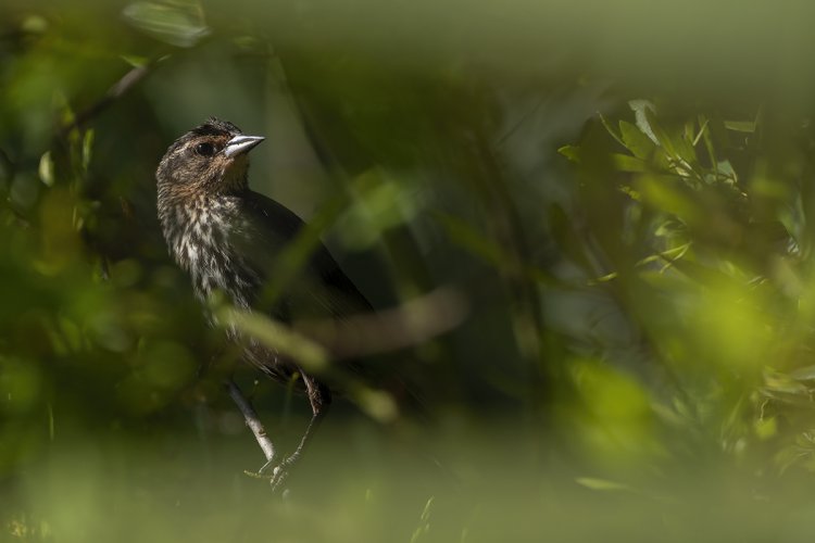 Red-wing Blackbird