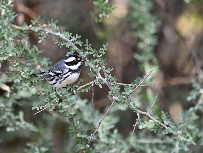 Black throated Gray Warbler