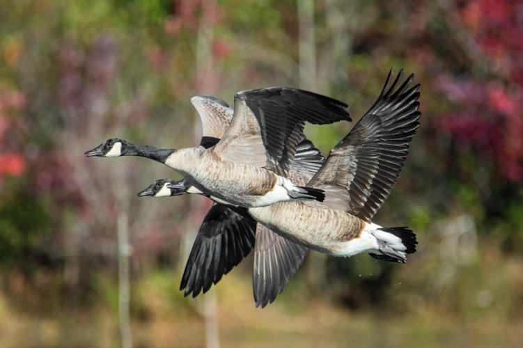 Canada geese taking off from the lake at Piedmont National Wildlife Refuge.