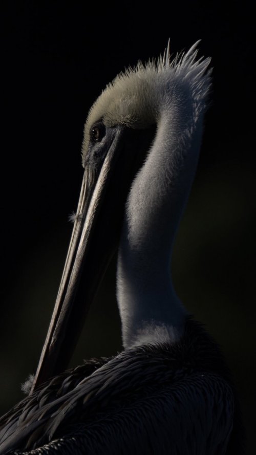 Brown Pelican