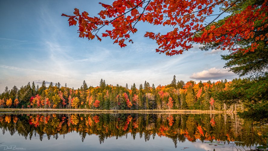 Autumn in Algonquin