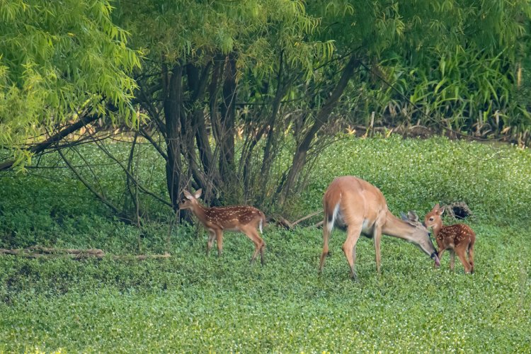 A whitetail doe shares a tender moment with her two fawns. Taken early one morning in June.