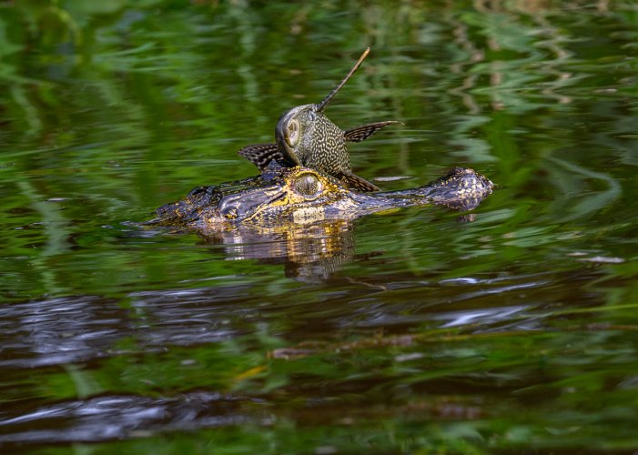 Caiman with fish hat