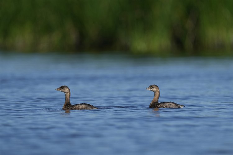 Pied-billed Grebes