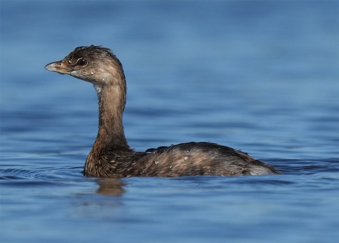 Pied-billed Grebes