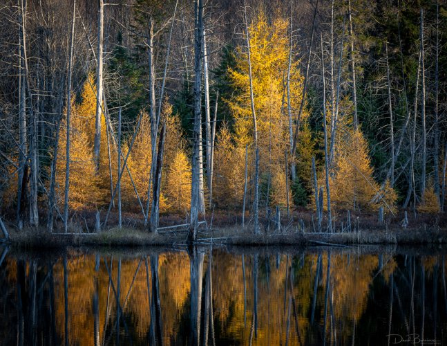 The Last of Autumns Glow  - Algonquin Park