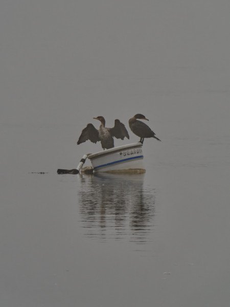 Shore birds in the fog
