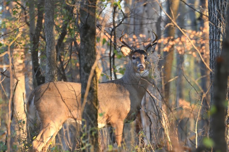 Bedding buck - the importance of lens selection!