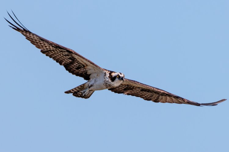 Osprey at Pelican Island NWR