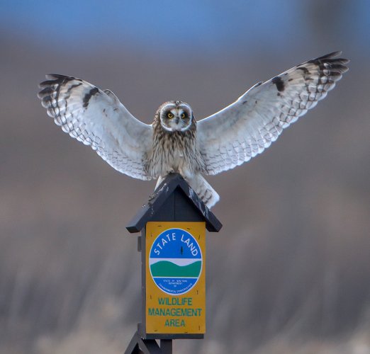 Short Eared Owl