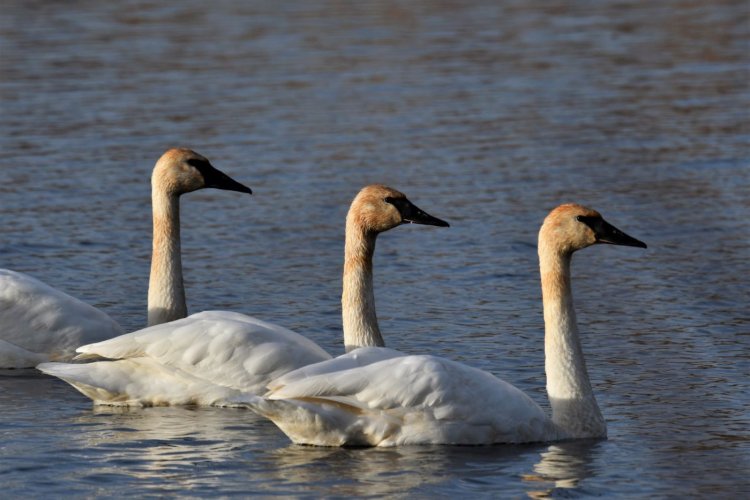 A tale of two Swans