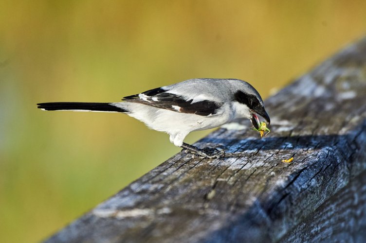 Loggerhead Shrike having a snack